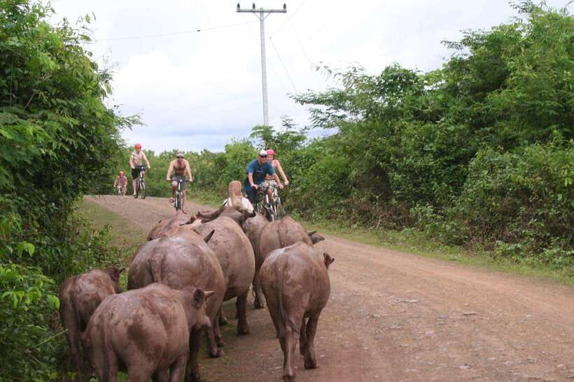 From Luang Prabang: Guided Mountain Bike Tour with Lunch - Villages, temples, markets, and local life
