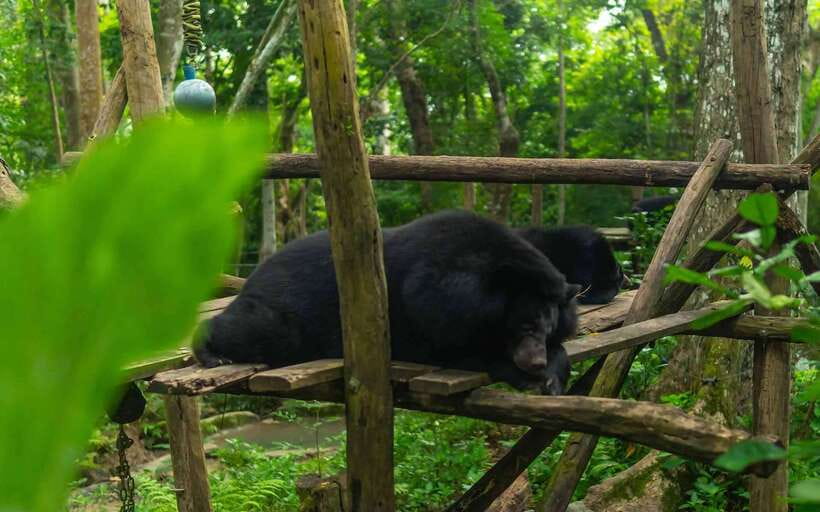 Kuang Si Waterfall, Tree Top Cafe, Ziplining - Who should book this experience