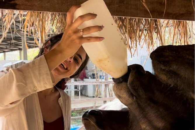 Laos Buffalo Dairy Tours Interact, Learn and Taste Fresh Flavors - Meeting the buffaloes up close