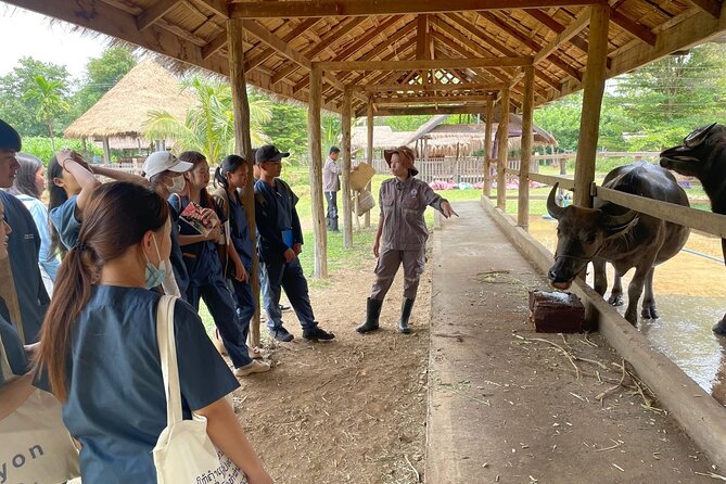Laos Buffalo Dairy Tours Interact, Learn and Taste Fresh Flavors - Picking the right tour option
