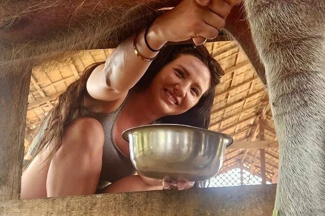 Laos Buffalo Dairy Tours Interact, Learn and Taste Fresh Flavors - Timing, weather, and practical details
