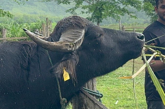 Laos Buffalo Dairy Tours Interact, Learn and Taste Fresh Flavors - Who will enjoy this farm visit most
