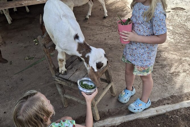 Laos Buffalo Dairy Tours Interact, Learn and Taste Fresh Flavors - Goats, pigs, rabbits, and the wider farm