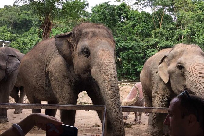 Laos Elephant Sanctuary keeper+ Kuangsi waterfall +Hmong village - Following the elephants to the river