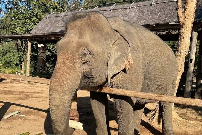 Laos Elephant Sanctuary keeper+ Kuangsi waterfall +Hmong village - Kuang Si Falls, pools, bears, and 543 steps