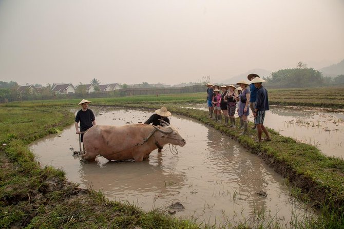Living Land Rice Farming Experience - Why rice farming makes a better cultural lesson than a quick village stop