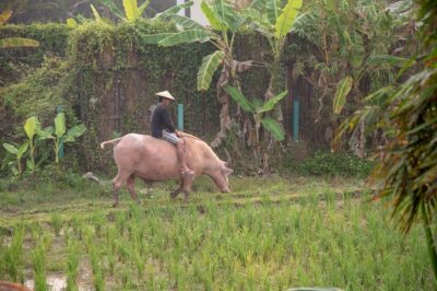 Living Land Rice Farming Experience