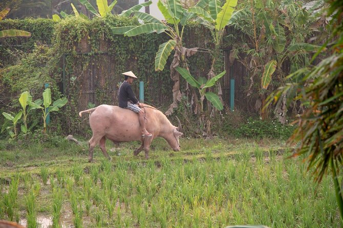 Living Land Rice Farming Experience - Working the field with a water buffalo