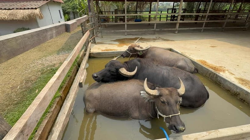 Luang Prabang: Farm Tour and Buffalo Buffet Adventure - The buffalo bath is the hands-on highlight