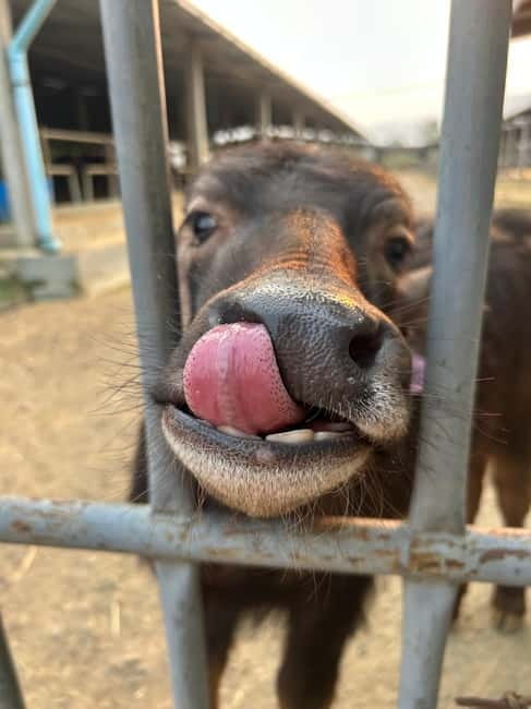 Luang Prabang: Farm Tour and Buffalo Buffet Adventure - The $11 price and what it covers