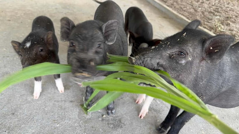 Luang Prabang: Farm Tour and Buffalo Buffet Adventure - Languages, access, and what to wear