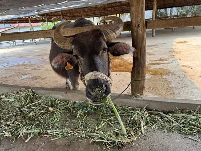 Luang Prabang: Farm Tour and Buffalo Buffet Adventure - A 45-minute schedule that moves quickly
