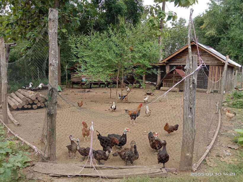 Luang Prabang: Hiking Off the Beaten Track with Picnic Lunch - Forest Descent to Ban Long Lao