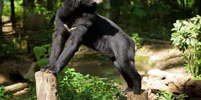 Luang Prabang: Kuang Si Bike Ride & Long-Tail Boat Cruise - Meeting the bears on the jungle walk