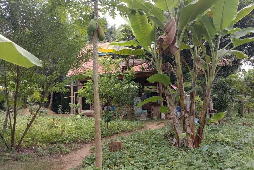 Luang Prabang: Organic Farm Experience & Hike to Kuang si - A farm-to-table morning near Ban Pak Si
