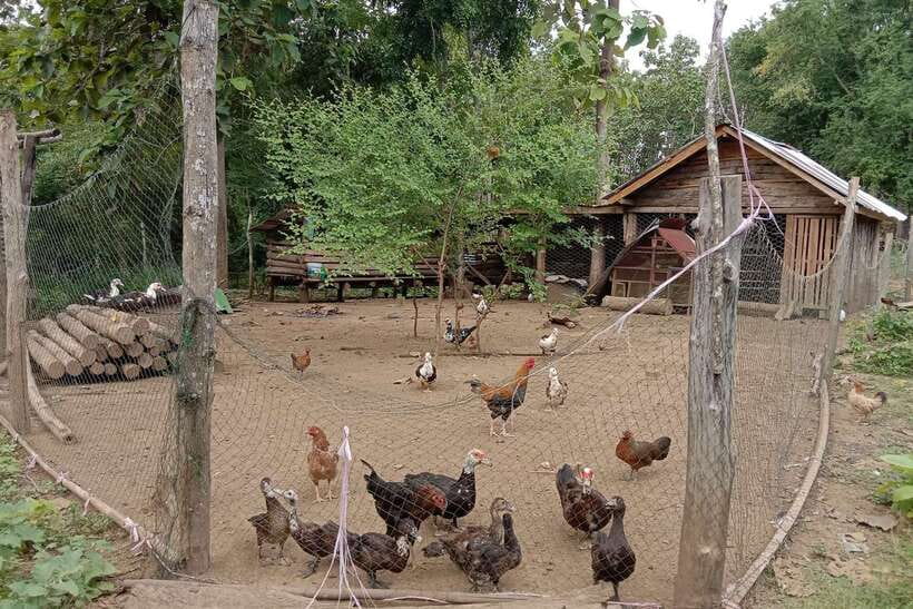 Luang Prabang: Organic Farm Experience & Hike to Kuang si - Cooking four Lao courses, then eating your own work