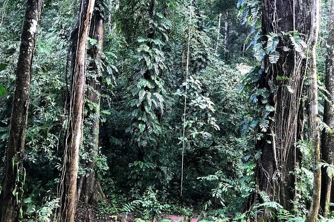 The Ultimate Hiker’s Choice - 5 days forest trek with homestay and camping - Day one: rice fields, primary forest, and a stream-side camp