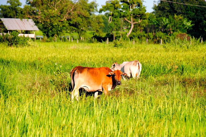 Vientiane Day Trip By Bike To Tad Moon Waterfall - Don Xing Xou and the river islands