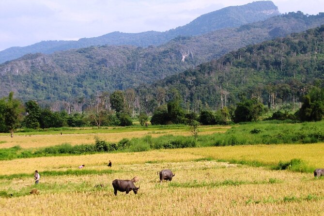 Vientiane Day Trip By Bike To Tad Moon Waterfall - Dirt tracks, rice fields, and the approach to Tad Moon